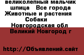 великолепный мальчик шпица - Все города Животные и растения » Собаки   . Новгородская обл.,Великий Новгород г.